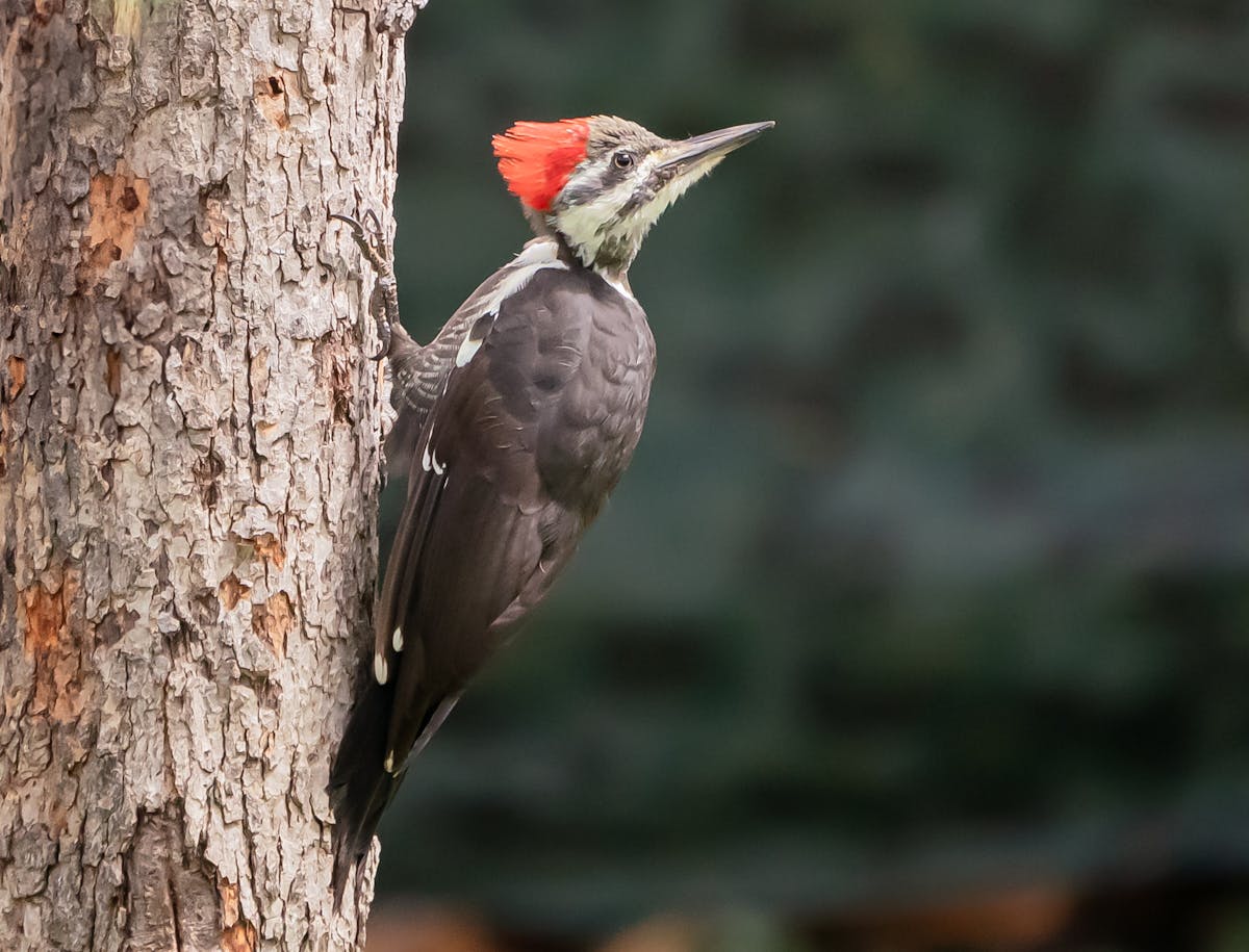 Bird Genus – Pileated Woodpecker